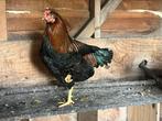 Diverse hanen te koop. 20 weken oud, Dieren en Toebehoren, Mannelijk, Kip