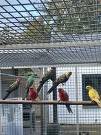 Koppel Adelaide rosella, Meerdere dieren, Parkiet