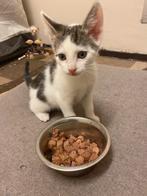 Super lief katertje europkh kitten, Dieren en Toebehoren, Meerdere dieren, Ontwormd