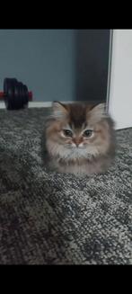 3 Britse korthaar kittens, Dieren en Toebehoren, Katten en Kittens | Raskatten | Korthaar, Meerdere dieren, Gechipt, 0 tot 2 jaar