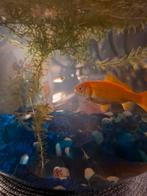 Goudvis, Dieren en Toebehoren, Goudvis(sen)