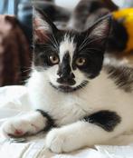 Kruising Europese korthaar en maine coon, Dieren en Toebehoren, Poes, Ontwormd, 0 tot 2 jaar