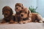 Australian labradoodle pups!!, Nederland, Overige rassen, Meerdere, Meerdere dieren