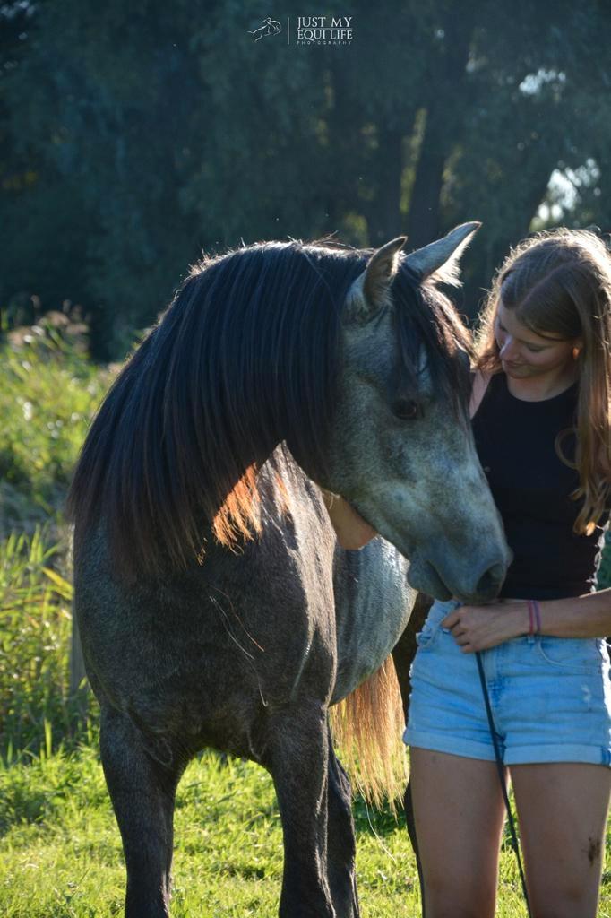 Lieve 4 jarige Spaanse ruin, Dieren en Toebehoren, Paarden, Ruin, Minder dan 160 cm, 3 tot 6 jaar, Recreatiepaard, Gechipt, Ontwormd