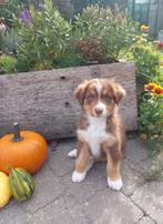 Raszuiver Australian Shepherd pup, Dieren en Toebehoren, 8 tot 15 weken, Meerdere, Meerdere dieren, Herder