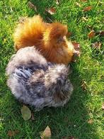 USA zijdehoen koppel, Dieren en Toebehoren, Pluimvee, Meerdere dieren, Kip