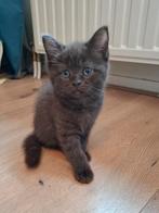 Nog 2 Britse korthaar kittens. Mogen NU weg!!! Meisjes, Poes, Ontwormd, 0 tot 2 jaar