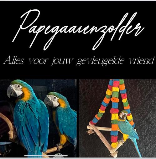 Papegaaien / kromsnavel, Dieren en Toebehoren, Vogels | Parkieten en Papegaaien, Parkiet, Mannelijk