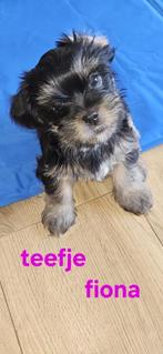 Te koop,puppies, Dieren en Toebehoren, Honden | Niet-rashonden, 8 tot 15 weken, Meerdere, Meerdere dieren, Klein