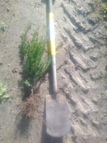 taxus haag  beschikbaar voor biedingen