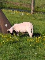 Walliser schwarznase ram nov 2024, Mannelijk, Schaap, 0 tot 2 jaar