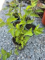 Leycesteria formosa, fazantenbes, Ophalen, Zomer, Overige soorten, Volle zon