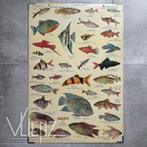 Vintage, retro schoolplaat tropische aquariumvissen, vissen, Natuur en Biologie, Ophalen
