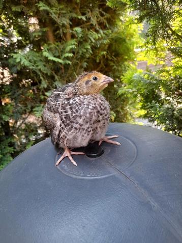Japanse kwartel hennen wildkleur beschikbaar voor biedingen