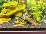 Gele garnalen, Dieren en Toebehoren, Vissen | Aquariumvissen, Kreeft, Krab of Garnaal