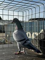 Perfecte Postduif, Dieren en Toebehoren, Vogels | Duiven, Vrouwelijk, Postduif