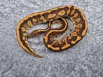 python regius butter confusion, Slang, Tam, 0 tot 2 jaar