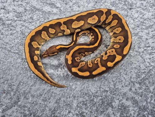 python regius butter confusion, Dieren en Toebehoren, Reptielen en Amfibieën, Slang, 0 tot 2 jaar, Tam