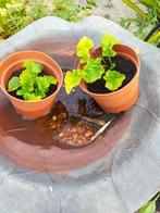 tuinplant vast winterhard ACANTUS stekjes in pot, Volle zon, Vaste plant, Zomer, Ophalen