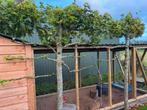Platanus hispanica, Tuin en Terras, Ophalen, Halfschaduw, Perenboom, Lente