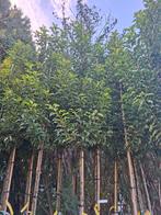 Portugese laurier / Prunus lucitanica 'Brenelia", Ophalen, Halfschaduw, Overige soorten