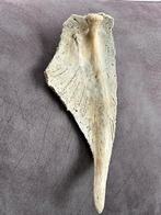 Prachtig skelet fossiel opgedoken in zee 🔴, Verzamelen, Ophalen of Verzenden, Fossiel