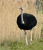 Struisvogels gezocht – 1 haan + 1 of 2 hennen, Dieren en Toebehoren, Overige Dieren, Januari, Meerdere dieren