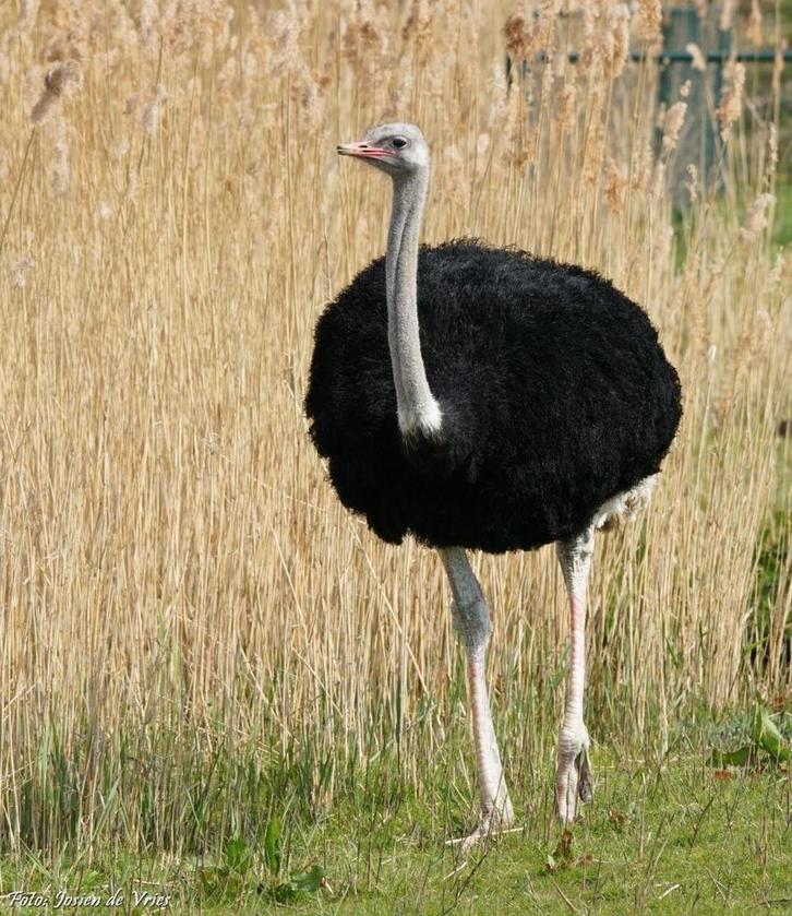 Struisvogels gezocht – 1 haan + 1 of 2 hennen, Dieren en Toebehoren, Overige Dieren, Meerdere dieren, Januari
