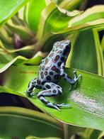 Dendrobates auratus verschillende soorten !, Dieren en Toebehoren, Reptielen en Amfibieën, Amfibie, 0 tot 2 jaar
