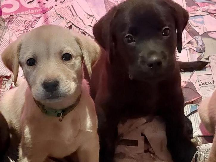 Liefdevol opgevoede labradors nog 3 reutjes, Dieren en Toebehoren, Honden | Retrievers, Spaniëls en Waterhonden, Meerdere dieren
