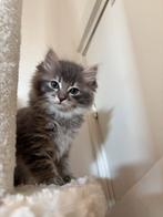 Super sociale Ragdoll kittens  Lief & Fluffy, Dieren en Toebehoren, Meerdere dieren, Ingeënt, 0 tot 2 jaar