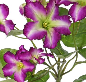 PRACHTIGE PETUNIA PLANT - KUNST - PAARS & ROZE beschikbaar voor biedingen