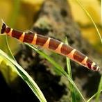 Indische modderkruipertjes 2x, Vis