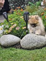 Pomeriaan | Pomeranian pups met stamboom FCI– geboren 27-04, Dieren en Toebehoren, Keeshond, 8 tot 15 weken, CDV (hondenziekte)