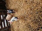 Gezocht voer voor varkens, Dieren en Toebehoren, Dierenvoeding, Ophalen of Verzenden
