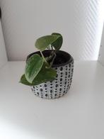 Scindapsus hangplant, Overige soorten, Minder dan 100 cm, Groene kamerplant, Halfschaduw