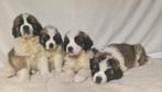 Sint-bernard pups uit nederland . Ouders ook aanwezig, Dieren en Toebehoren, Parvo, 8 tot 15 weken, Meerdere, Nederland