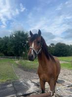Lieve hengst te koop, Dieren en Toebehoren, Pony's, E pony (1.48m - 1.57m), Springpony, 0 tot 2 jaar, Hengst
