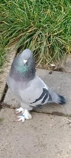 Takla, Dieren en Toebehoren, Vogels | Duiven, Mannelijk