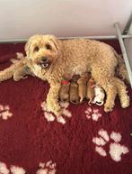 Australian labradoodle pups Mini met WALA stamboom, Dieren en Toebehoren, Honden | Retrievers, Spaniëls en Waterhonden, Overige rassen