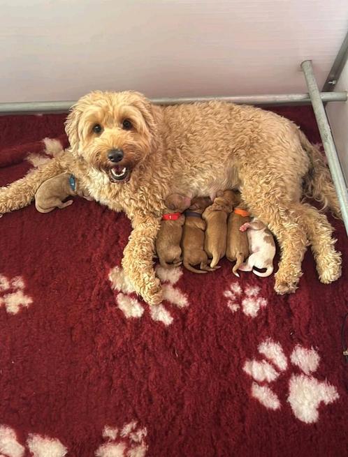 Australian labradoodle pups Mini met WALA stamboom, Dieren en Toebehoren, Honden | Retrievers, Spaniëls en Waterhonden, Meerdere dieren