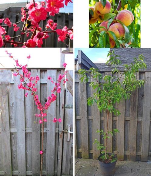 Prunus Persica 'Melred' – Rood-Roze Eetbare Sierperzik- 2.10, Tuin en Terras, Planten | Fruitbomen, Overige soorten, 100 tot 250 cm