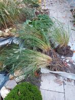 Twee grasplanten, lampenpoetsers., Tuin en Terras, Planten | Tuinplanten, Ophalen, Overige soorten, Halfschaduw