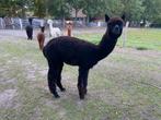 Zwarte Alpaca hengst met bijzondere outcross stamboom., Dieren en Toebehoren, Augustus, Mannelijk