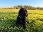 Prachtige Herder x Labrador pups, Dieren en Toebehoren, Honden | Herdershonden en Veedrijvers, Rabiës (hondsdolheid), 8 tot 15 weken