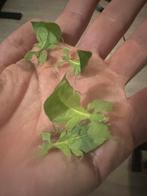Eitjes van het wandelend blad Limogesi, Dieren en Toebehoren, Insecten en Spinnen