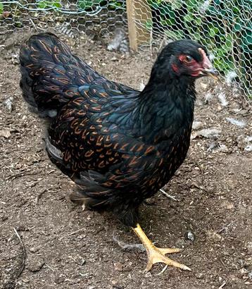 Dubbelgezoomde Barnevelders hennen beschikbaar voor biedingen