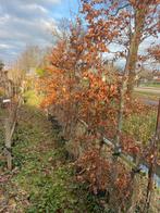 Beuken bomen opruiming 10 stuks 200/300 cm partij