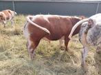 2 stamboek dikbil stieren te koop. Streeprug. Rood bonte., Dieren en Toebehoren, Vrouwelijk