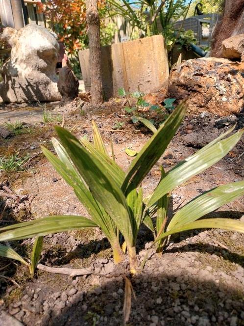 Palmboom stekken bijna gratis, Tuin en Terras, Planten | Tuinplanten, Overige soorten, Volle zon, Zomer, Ophalen